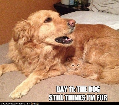 furryvalley's tweet photo. I present to you the finest kittyflage. :3 #CatsOfTwitter #dogsoftwitter https://t.co/coPVfV44Ty