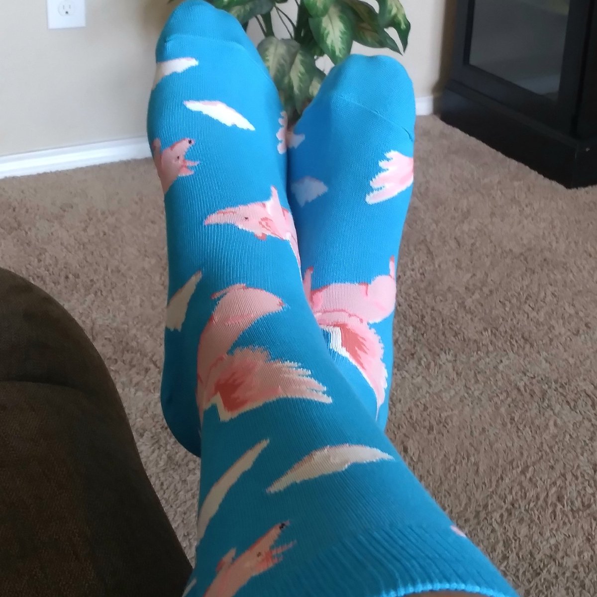 dyspence1's tweet photo. It's Been Said That Everything Is Bigger In Texas 🇨🇱 🐗 💯 💸 👀❤ 🌿💣💥💨 https://t.co/K5d4qrb3pg #GrownGear #SockGame #FlyingHogs #TexasTieGuy https://t.co/1n63e11Ea4