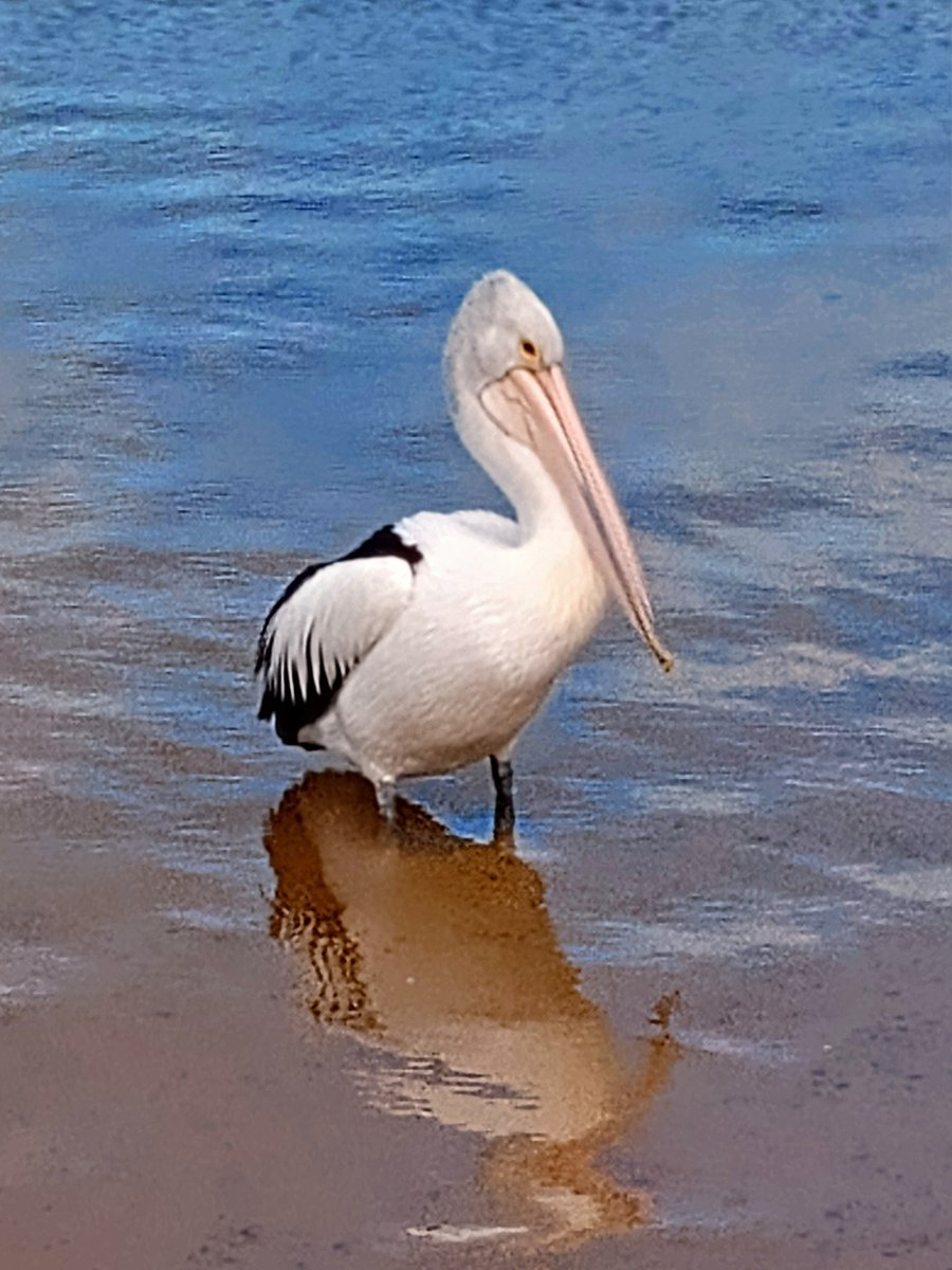 This gorgeous guy! 
#lockdownwalks #MorningtonPeninsula #birdsofOz #winterwalks #rainydays