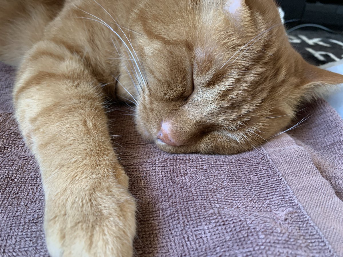 rekoeko08's tweet photo. #猫がいる幸せ  #猫のいる暮らし ＃保護猫 #茶トラ　#猫好きさんと繋がりたい ＃CatsOfTwitter  #cat  ＃猫のいる生活　＃猫  ＃cats #貓　#ねこ
まだ寝てる(* • ω • )b https://t.co/bxbX4SU3wh
