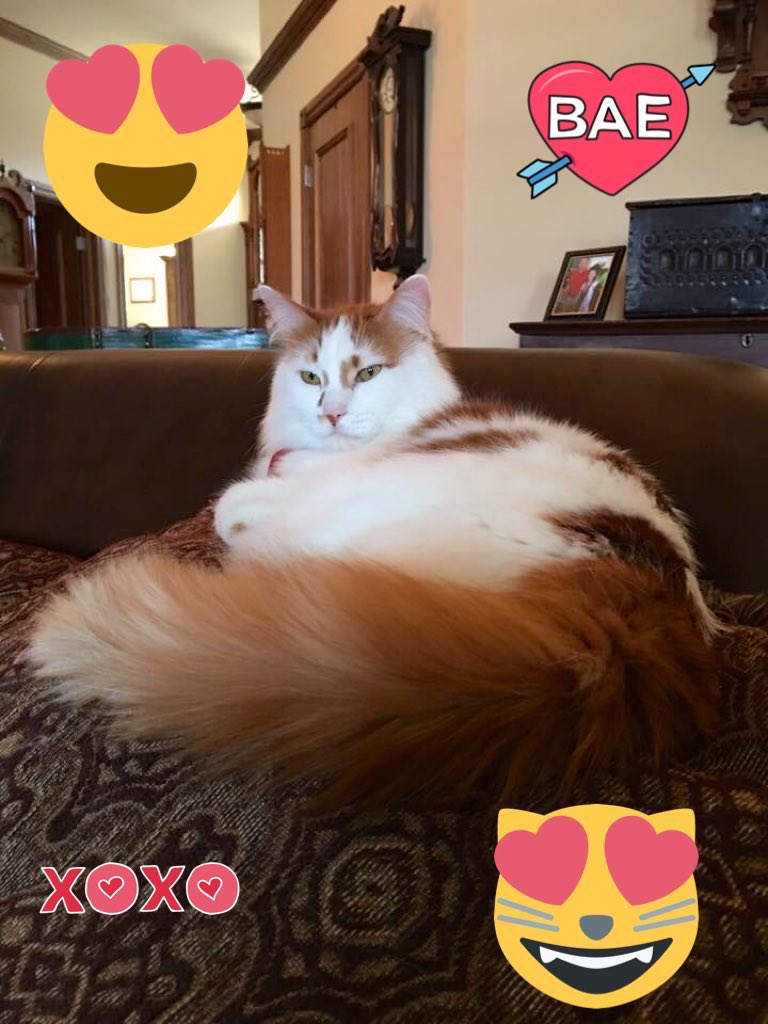 LilOkie76's tweet photo. #MelvinKitty #InternationalCatDay #CatsOfTwitter 😍😻 https://t.co/YIh3A0vcVn