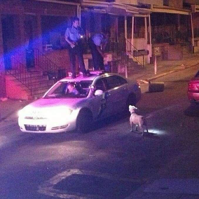 pedestrian's tweet image. 