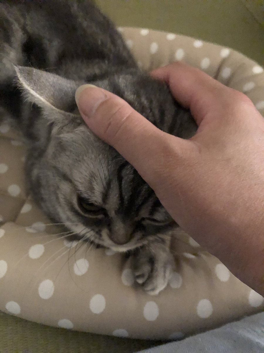 febiso42917's tweet photo. 里親66日目🐈
おはようございます☀
朝のごろにゃんタイム💕
至福の時です✨
最近喉を鳴らしたり、フミフミ姿が見れたり、リラックスしてくれてるなと感じる時間が増えて嬉しい😆

#猫好きさんと繋がりたい　#猫のいる暮らし  #保護猫　#アメリカンショートヘア  #猫のいる幸せ　#ネコチ��ンカワイイ https://t.co/oMhGtkrvgV