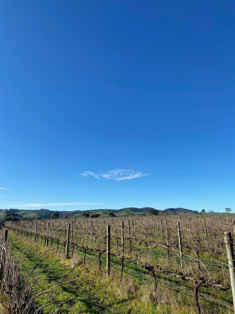 It's sunshine and happiness here today, a lovely forecast of 18 and Sunny, perfect weather for a glass of Rose and Platter to kick off the week! #wine #tourism #rose #barossa #weather #southaustralia