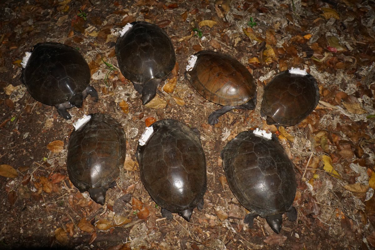 donaldmcknight2's tweet photo. It's nearly time for #TSA2021. Register to see all the great turtle talks including: @ericjnordberg on our leech/basking research, @lou_streeting (1 of my students) on her Bell's #turtles research, &amp; a talk I'll be giving about social behavior in #Hicatee https://t.co/KFlzc48dW8 https://t.co/gMKw9cxiVr