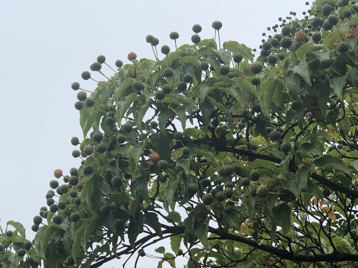 ヤマボウシ ユズリハ の 実 が着き クチナシ の 白い花 が甘い香りを漂わせる季節になりました ヤマボウシの実は赤く 21 08 09 動画あり 逢瀬公園 緑化センター ぐるっと郡山