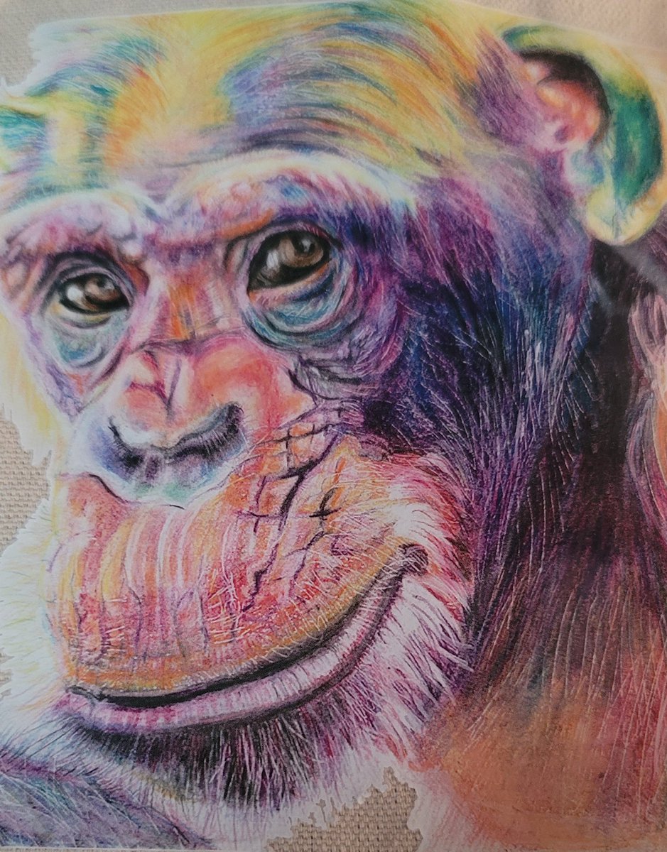 saunieindiego's tweet photo. Please join me in wishing a very Happy 45th Birthday to #FoxieTheChimp!

Thank you @ChimpSanctuary
For giving Foxie &amp; all the other #FellowCreatures in your care a loving, safe, forever home
https://t.co/p3Yo2F5hGn
Note: Art on my #Foxie tote is by Thyra Rutte of @ArteforElephant https://t.co/5h3y3XOvnc