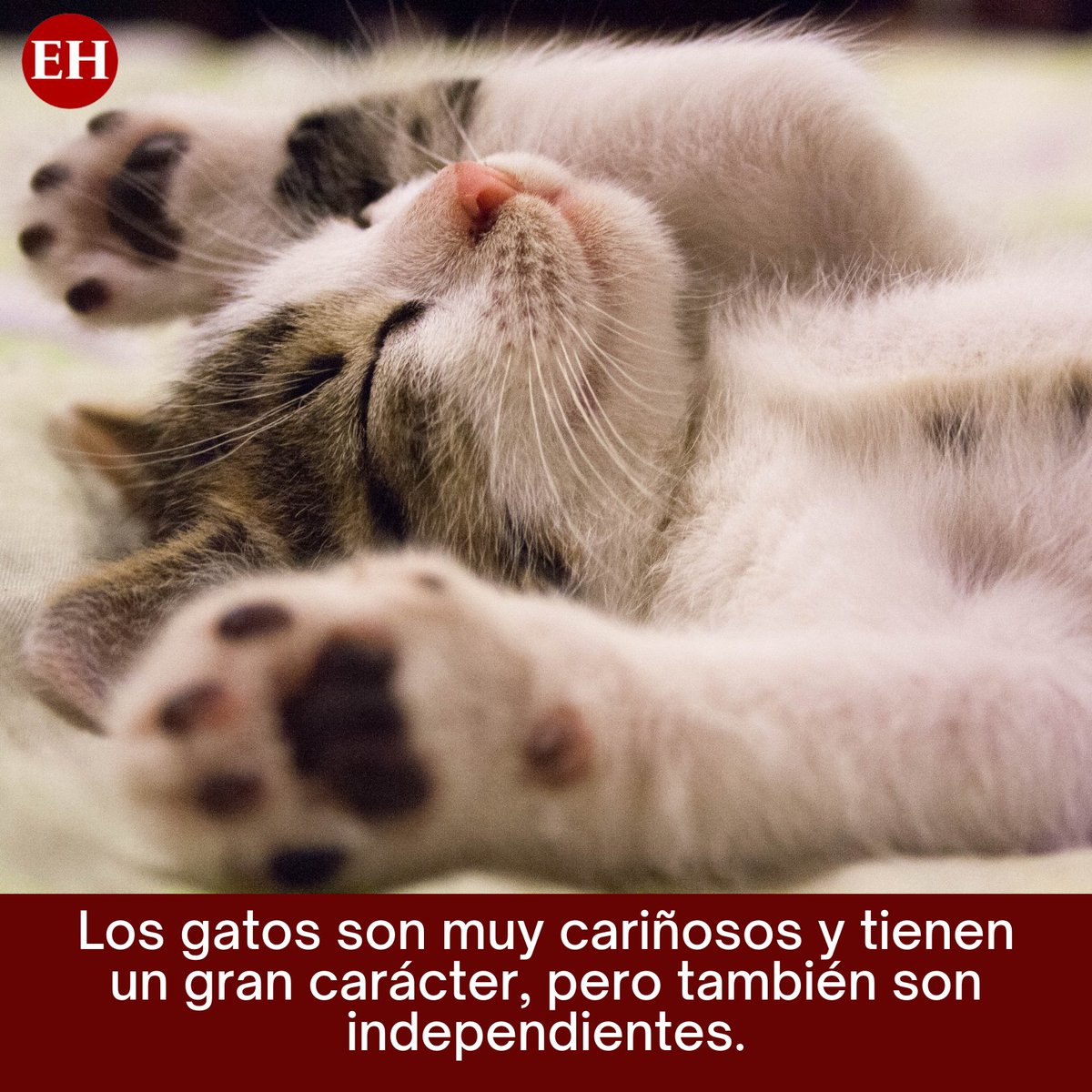 diarioelheraldo's tweet photo. En conmemoración al "Día Internacional del Gato", te traemos algunos de los beneficios de tener gatitos en tu casa. ❤️😺
#DiaInternacionaldelgato #gato #Conparte https://t.co/M4dBgdZQY7