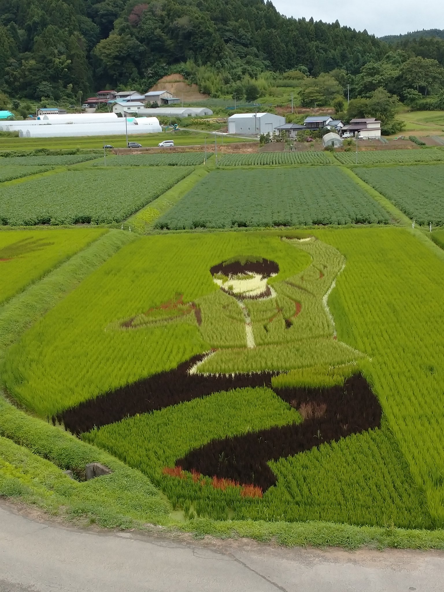 伊達手作り甲冑 やすん でござる 宮城県角田市西根の田んぼアート 7月28日 水 54日目の羽生結弦選手等絵柄の状況 朝8時頃撮影 天気は晴れ 暑い です 台風 宮城県へ上陸したのは史上初とのこと この辺は心配していた大雨はなかったです
