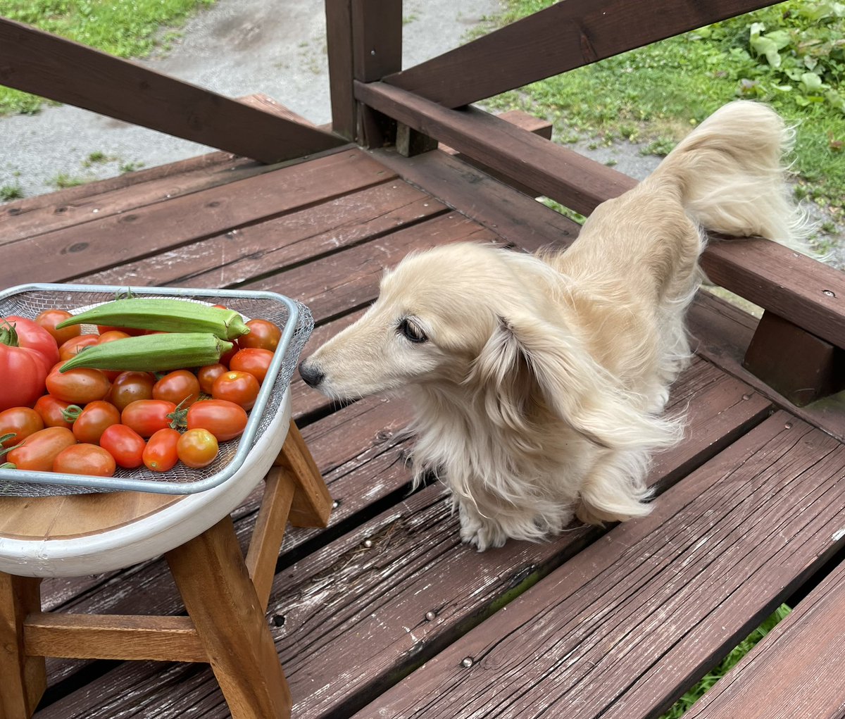 Captain Dog キャプテンドッグ على تويتر 今朝はオクラとトマトなり 台風の影響で吹く風涼しい 八ヶ岳西麓 丸太ハウス周辺です 八ヶ岳 信州 長野 わんこ いぬ 犬 チワックス ミニチュアダックス 家庭菜園 夏野菜 おくら トマト