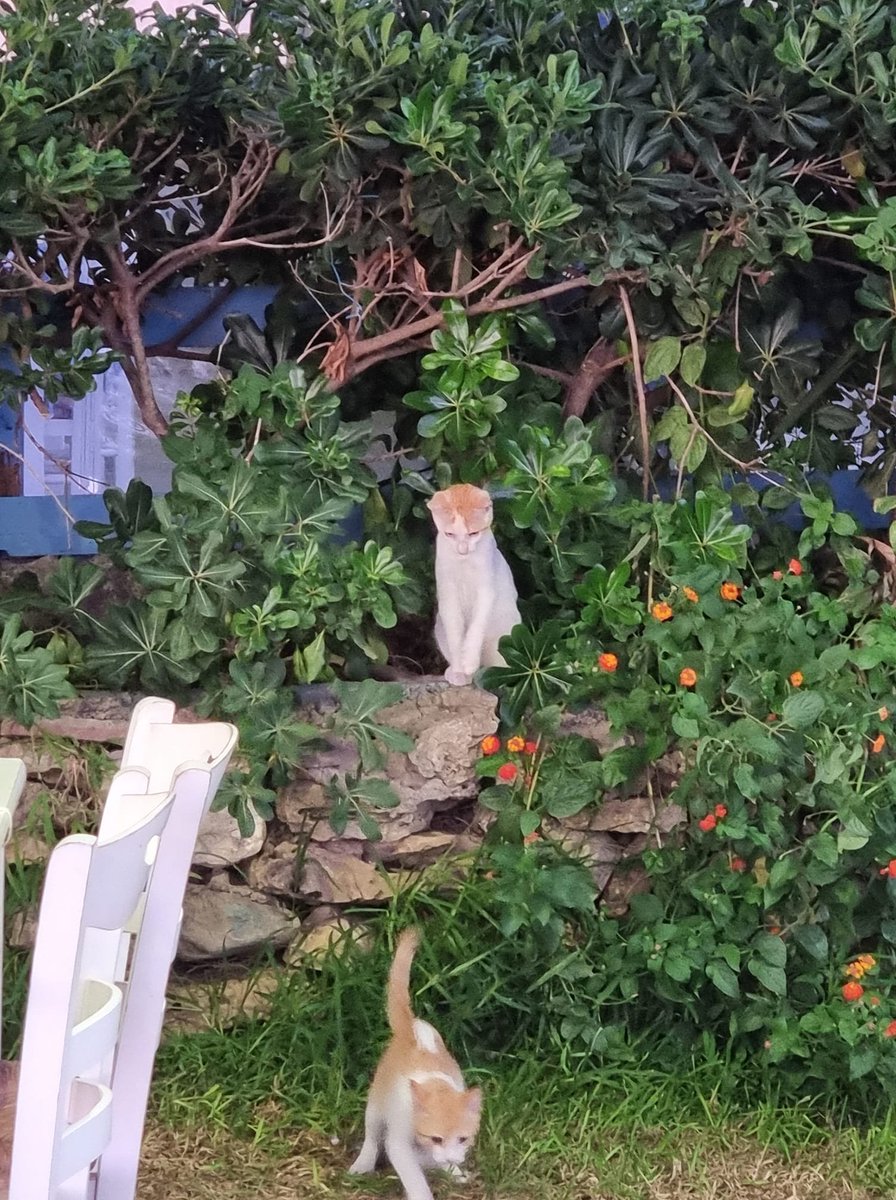 MsEvaHanna's tweet image. For International Cat Day, here is a sample of cat pics I&apos;ve taken in Greece in the last 2 weeks, including one with my in-laws&apos; own personal pandemic cat colony (bottom right).