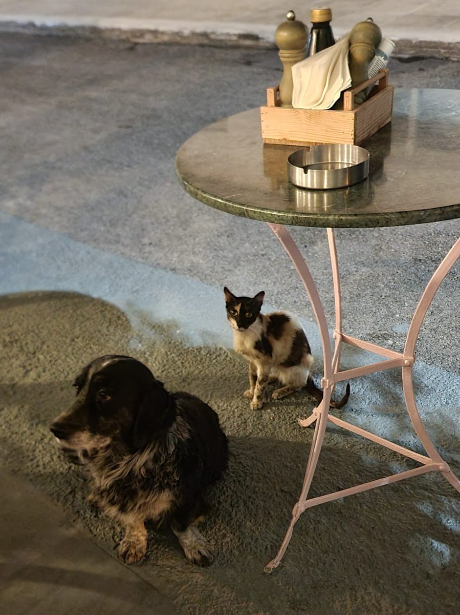 MsEvaHanna's tweet image. For International Cat Day, here is a sample of cat pics I&apos;ve taken in Greece in the last 2 weeks, including one with my in-laws&apos; own personal pandemic cat colony (bottom right).