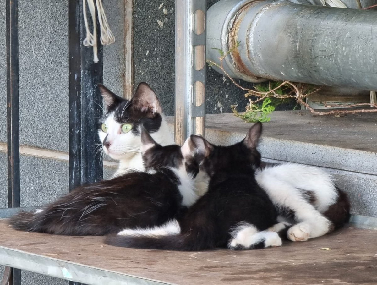 MsEvaHanna's tweet image. For International Cat Day, here is a sample of cat pics I&apos;ve taken in Greece in the last 2 weeks, including one with my in-laws&apos; own personal pandemic cat colony (bottom right).