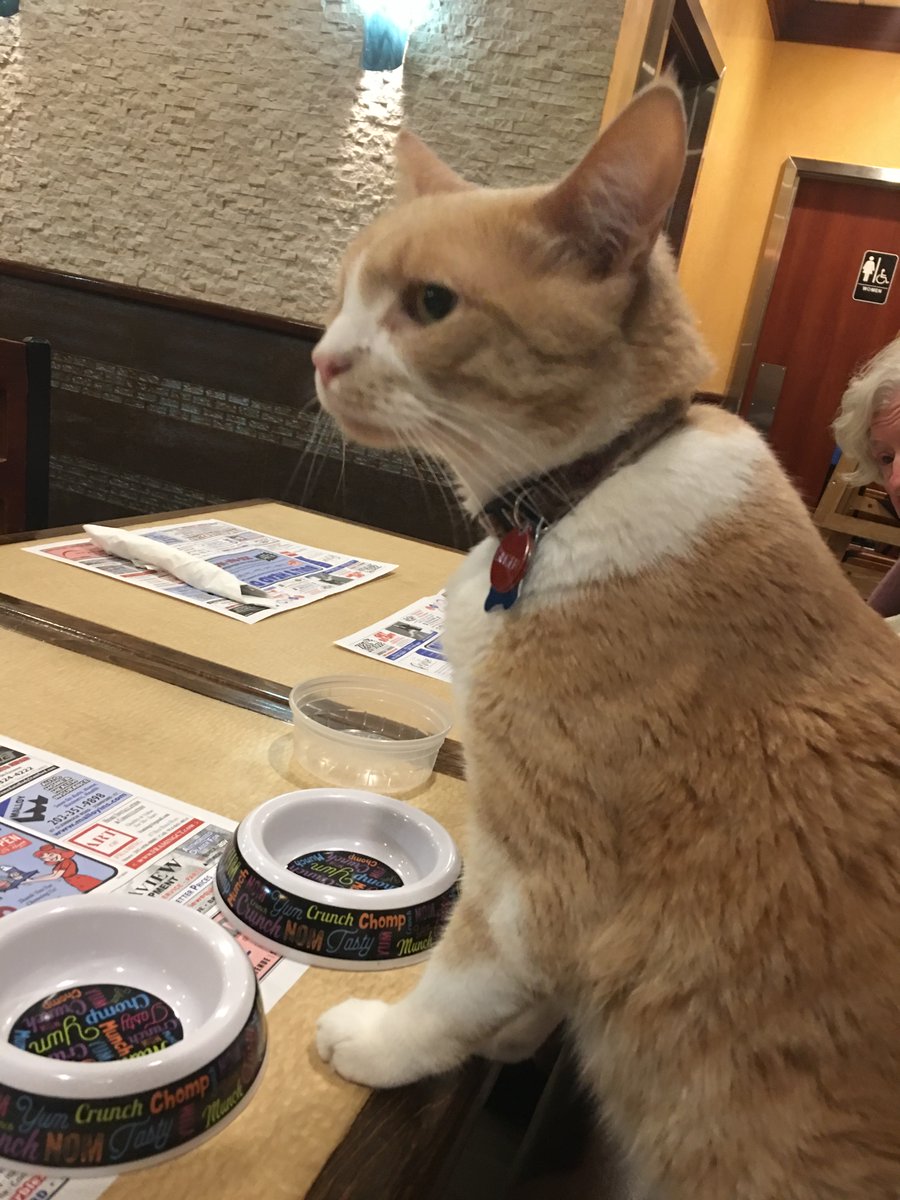 SuperCatGinger's tweet photo. CAT NEWS...Super Cat Ginger is spotted having dinner at an italian restaurant turning a few heads when patrons saw the star cat eating at the people table.
The Cat News Desk
#cat #CatsOfTwitter #catlovers #CatsOnTwitter #Caturday #funnycats #catsofintstagram #catfans #catstagram https://t.co/8JgTWx9vjT