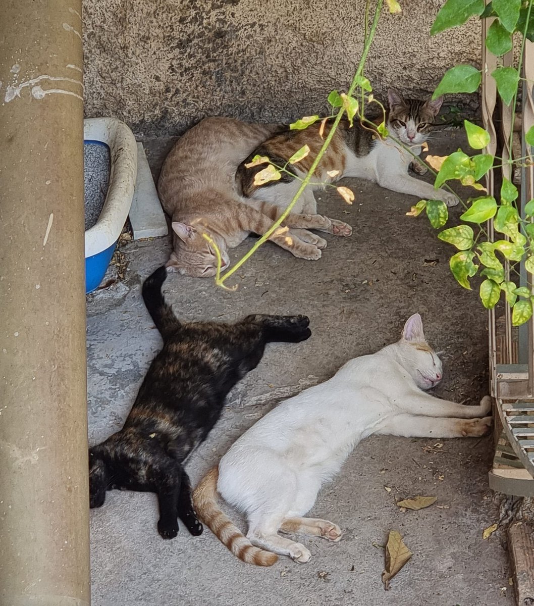 MsEvaHanna's tweet image. For International Cat Day, here is a sample of cat pics I&apos;ve taken in Greece in the last 2 weeks, including one with my in-laws&apos; own personal pandemic cat colony (bottom right).