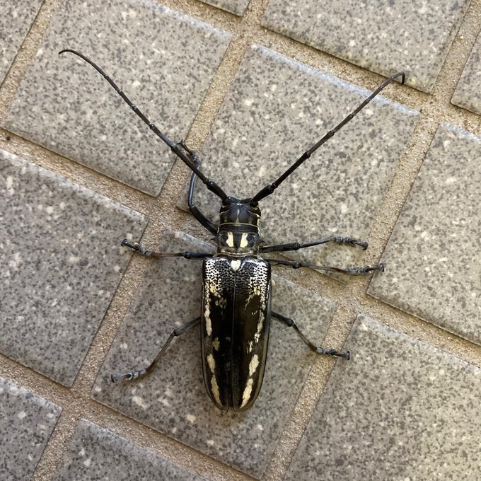 カミキリムシのtwitterイラスト検索結果