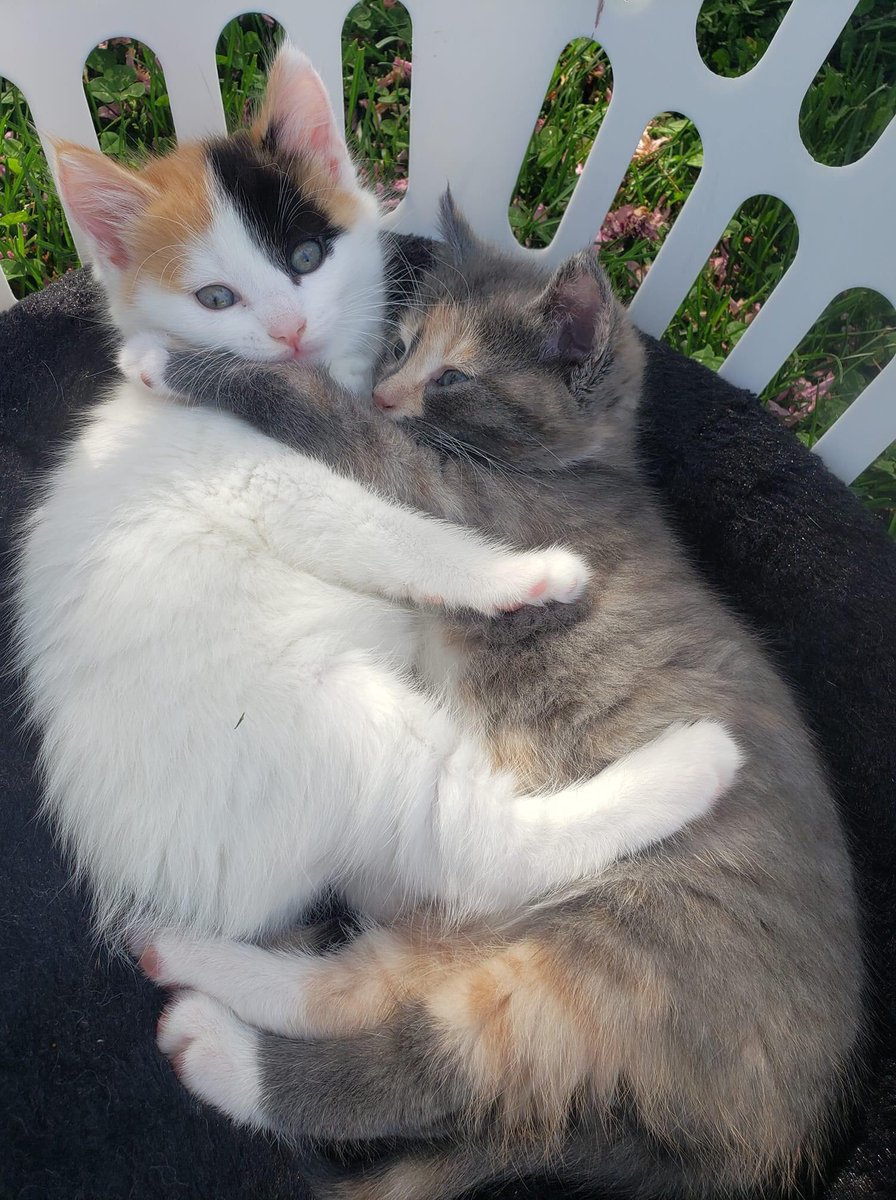 Stacey Mastrocola tweet media