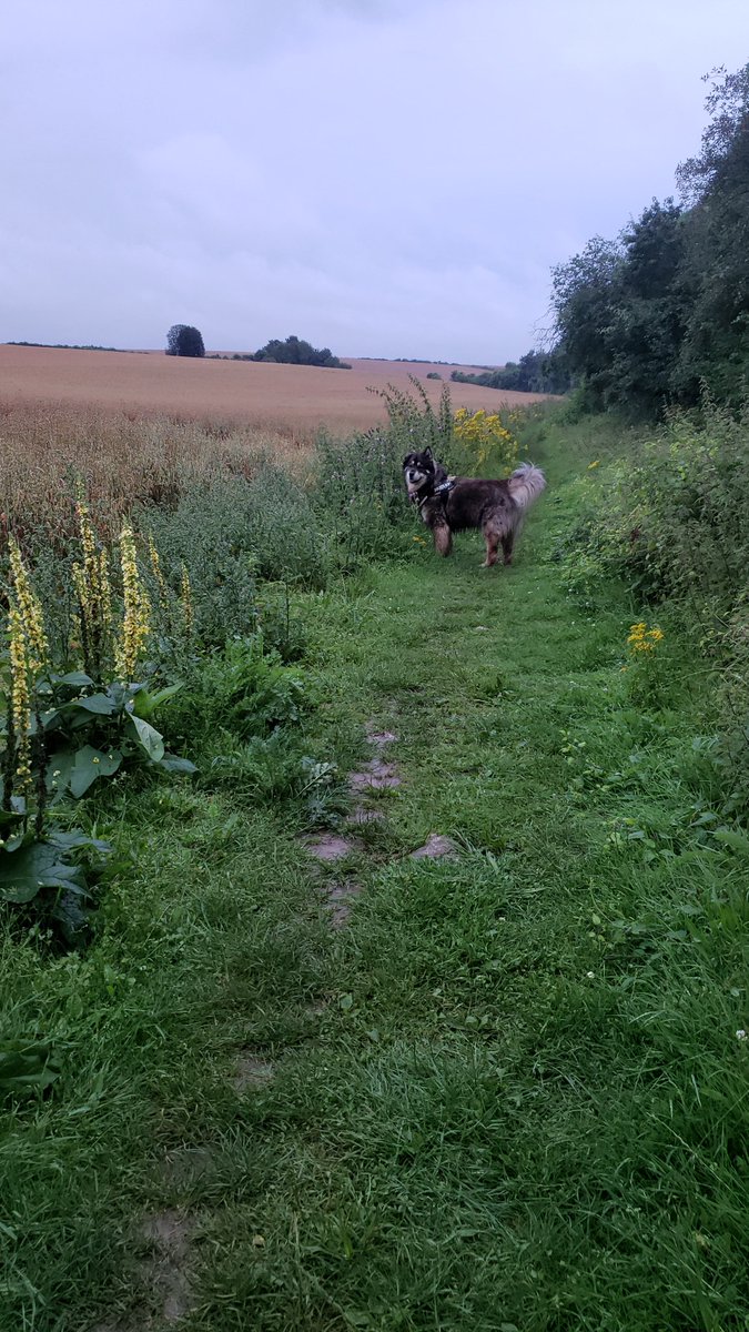 Woz4Freedom tweet media