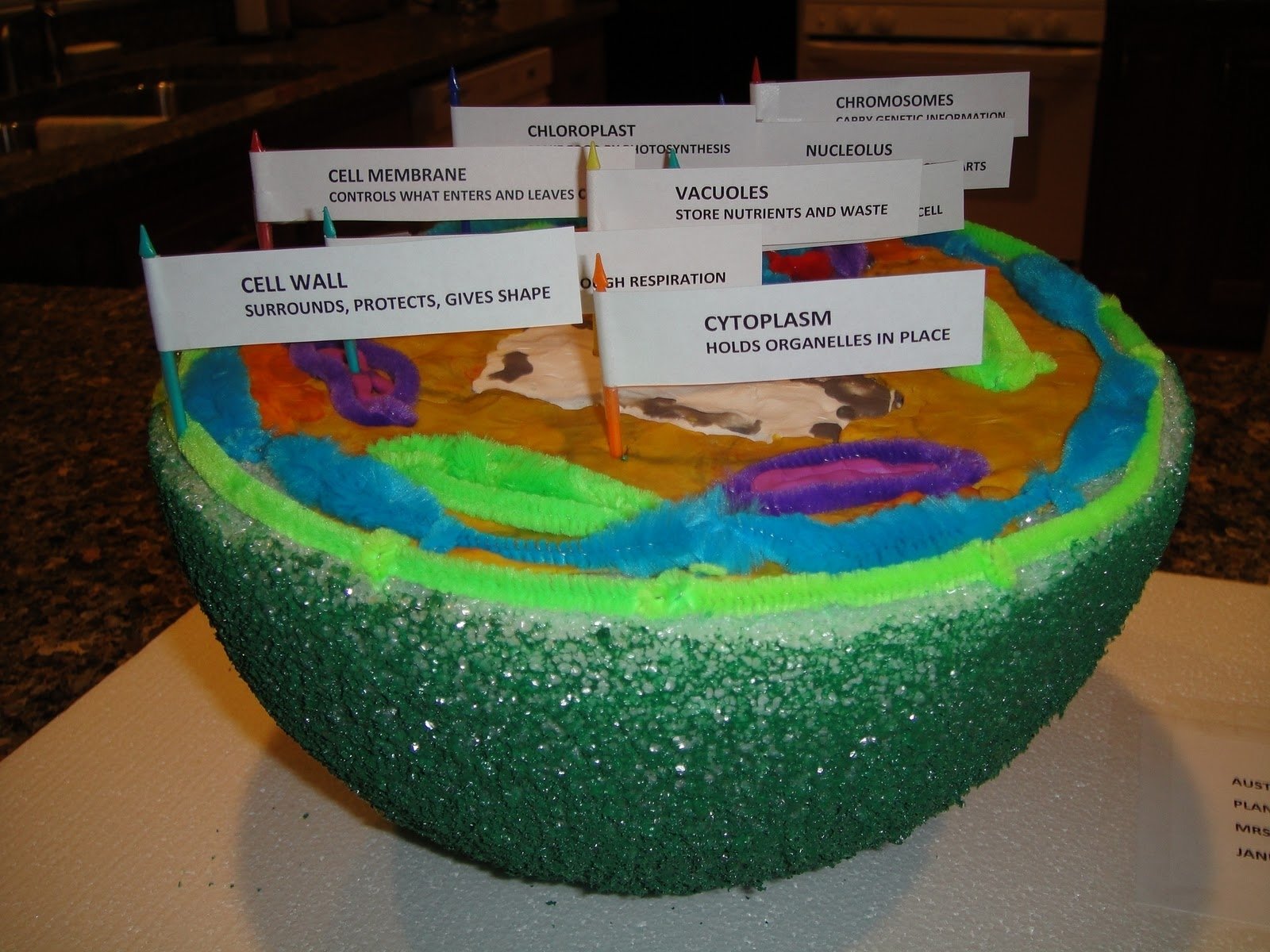 3d animal cell diagram project