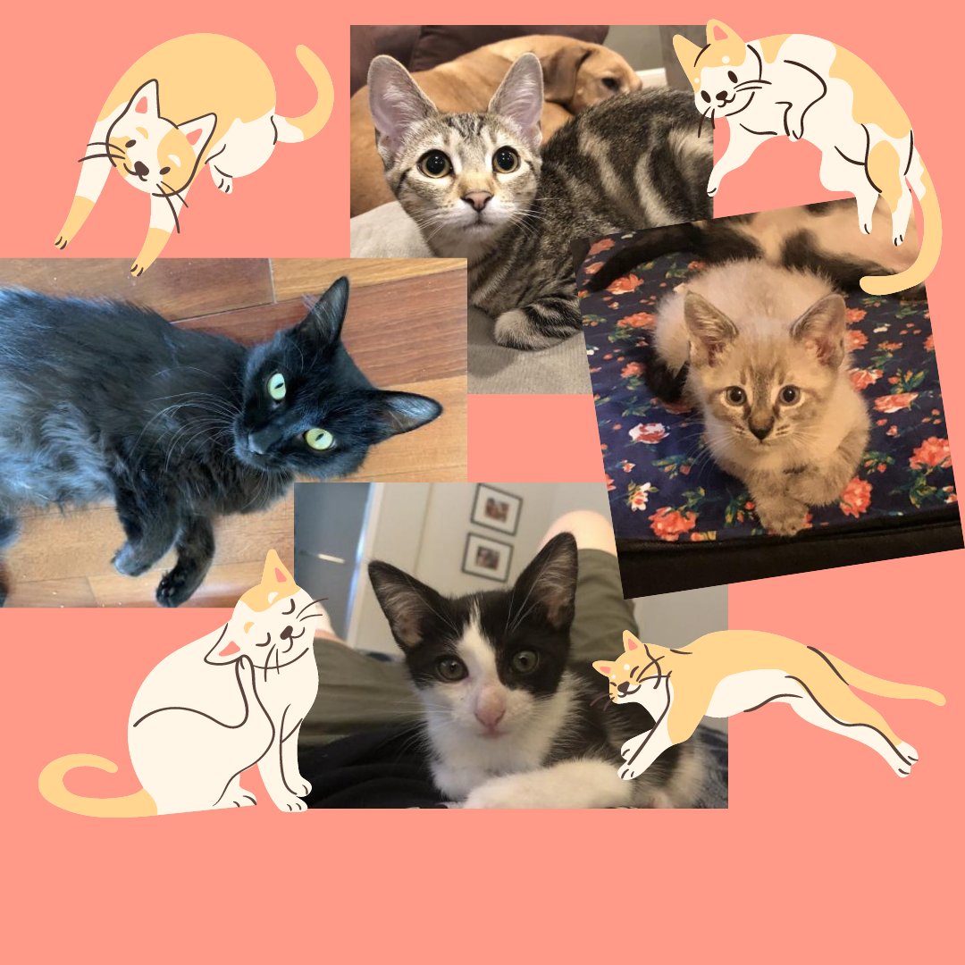 We have big cats, little cats, adult cats, teenaged kittens, tiny kittens. tuxedo kittens, orange kittens, white and black kittens, grey kittens and more waiting for homes of their own.  See them all on our website yolospca.org/adopt/view-ado…