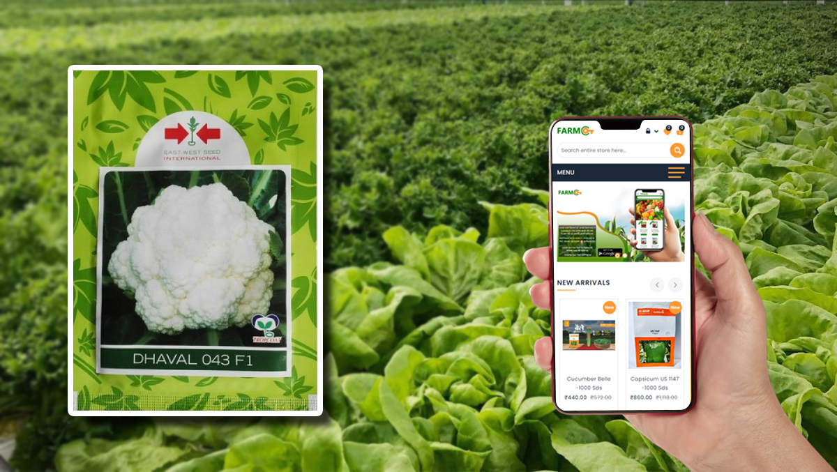 farmkeyIndia's tweet photo. #DhavalCauliflowerSeeds🥦can give you the best results in #cauliflowerfarming this season. Buy them from #Farmkey and ensure great outcomes along with potential prices.

👉https://t.co/9dMcwWoUTJ

#cauliflowerseeds #seedsonline #highqualitycauliflowerseeds #farmerofindia https://t.co/rXrWV5PmNh