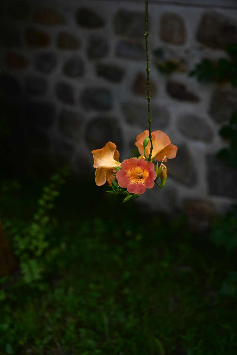 sounds_g00d's tweet image. Nikon Z7
NIKKOR Z 50mm F1.8 S
#photography #nikon #light_nikon #nikonglobal #nikonphotography #nikonnofilter #nikonz7 #z7 #z50f18