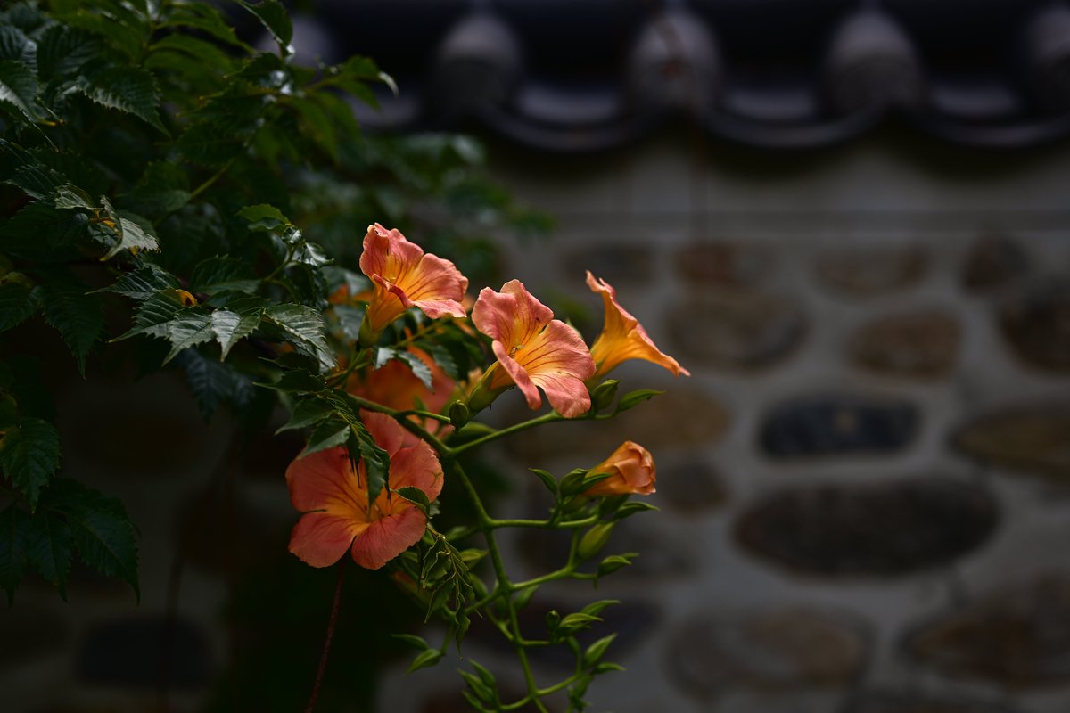 sounds_g00d's tweet image. Nikon Z7
NIKKOR Z 50mm F1.8 S
#photography #nikon #light_nikon #nikonglobal #nikonphotography #nikonnofilter #nikonz7 #z7 #z50f18