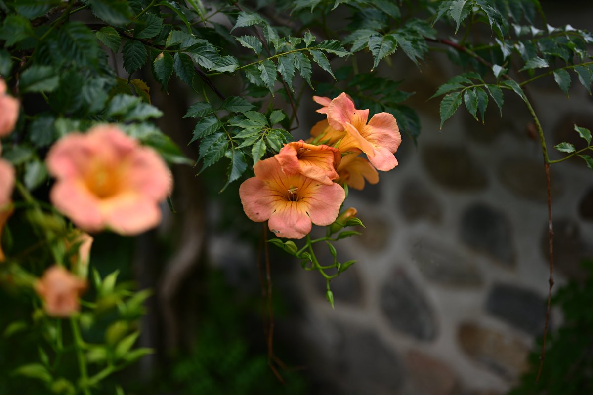 sounds_g00d's tweet image. Nikon Z7
NIKKOR Z 50mm F1.8 S
#photography #nikon #light_nikon #nikonglobal #nikonphotography #nikonnofilter #nikonz7 #z7 #z50f18