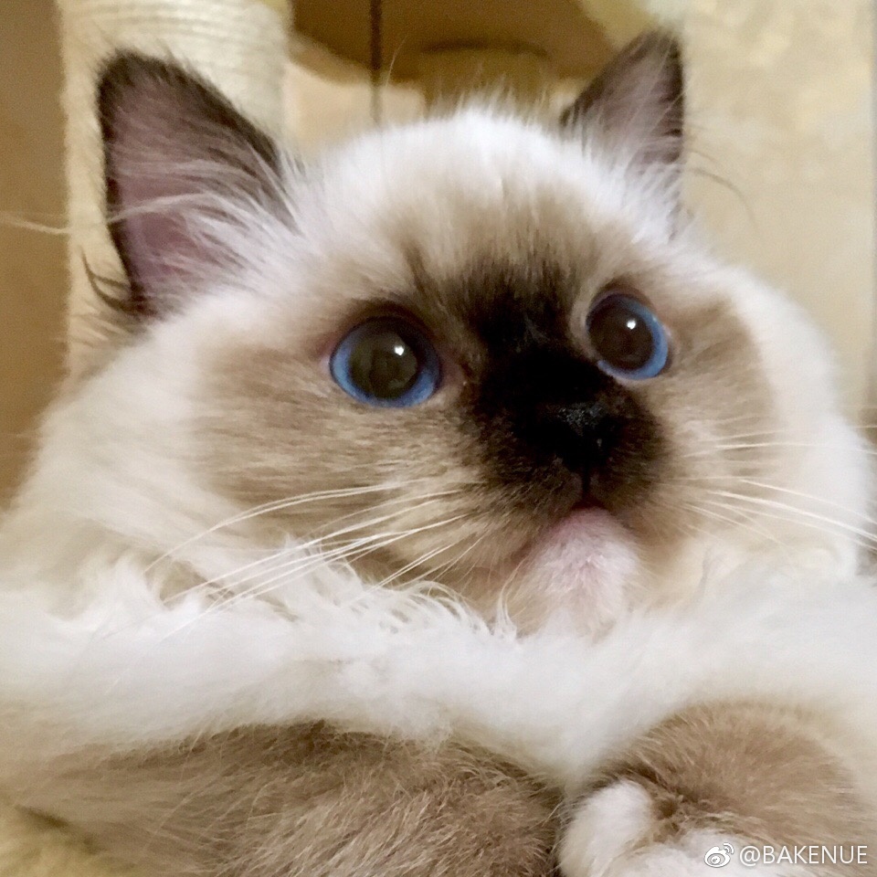 newihsus's tweet photo. #WorldCatDay #CHANEL 🐱 https://t.co/aXqyMbVFj5