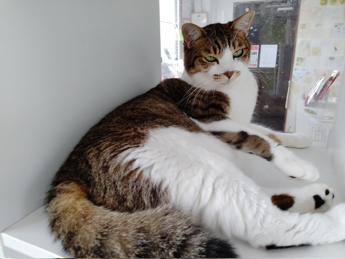 保護猫カフェ 猫ホテル ねこんチ Nekonchi Twitter