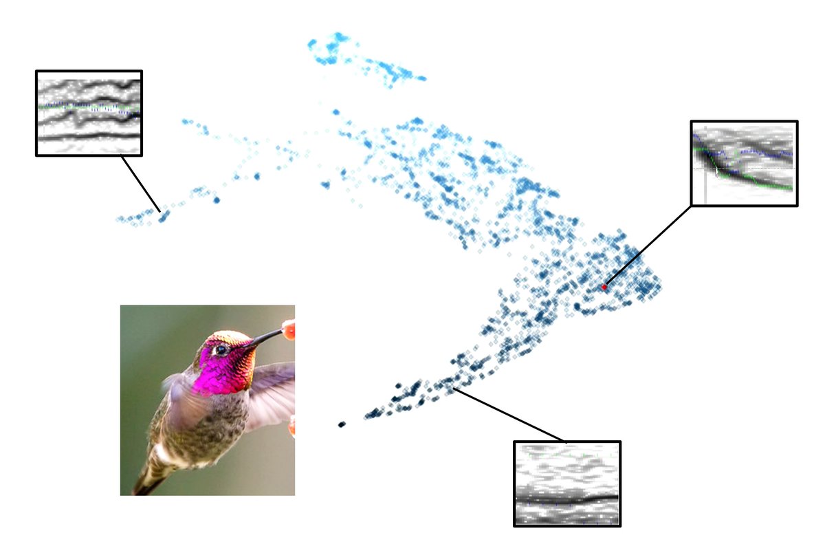 BioRodriguez's tweet image. On Monday 9, I will present an advance about aVOICE, an open-source tool for interactive exploration and curation of acoustic repertoires. #2021AOS_SCO , 2pm ET, Models and Methods 1 session. @jclarkepaleolab. Hummingbird photo: Becky Matsubara (CC BY 2.0).