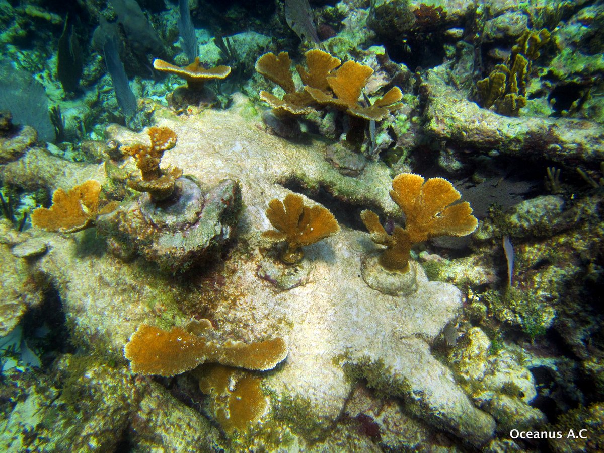 Oceanus, A.C. tweet media