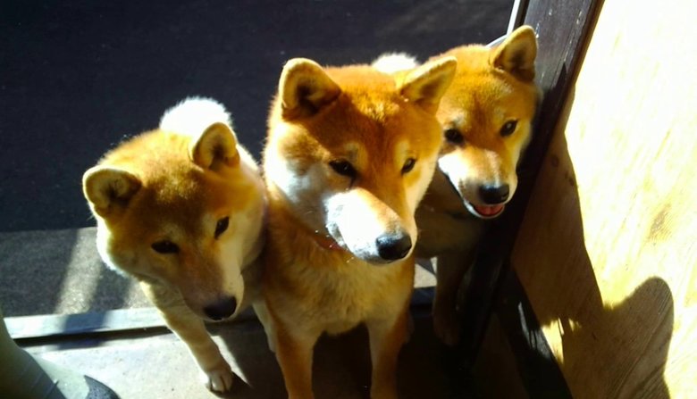 散歩中の柴犬3匹のリードが 編まれる 光景がかわいい 飼い主に状況を聞いてみた Twitter