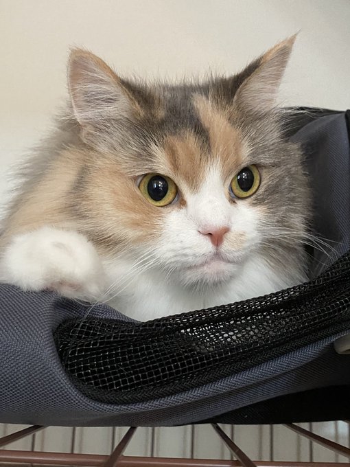 毛玉 高画質 のtwitterイラスト検索結果 古い順