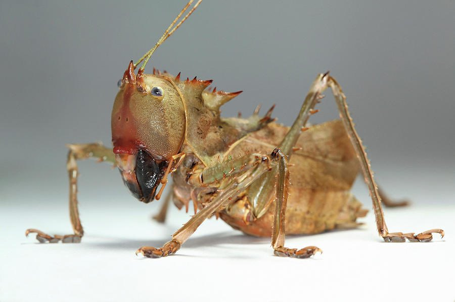 DailyBugFriends's tweet photo. ∘⁺✧◞₊⋅✱ Dragon-headed katydid (Lesina intermedia) ©tomasz litwin https://t.co/SpEC4HVocG