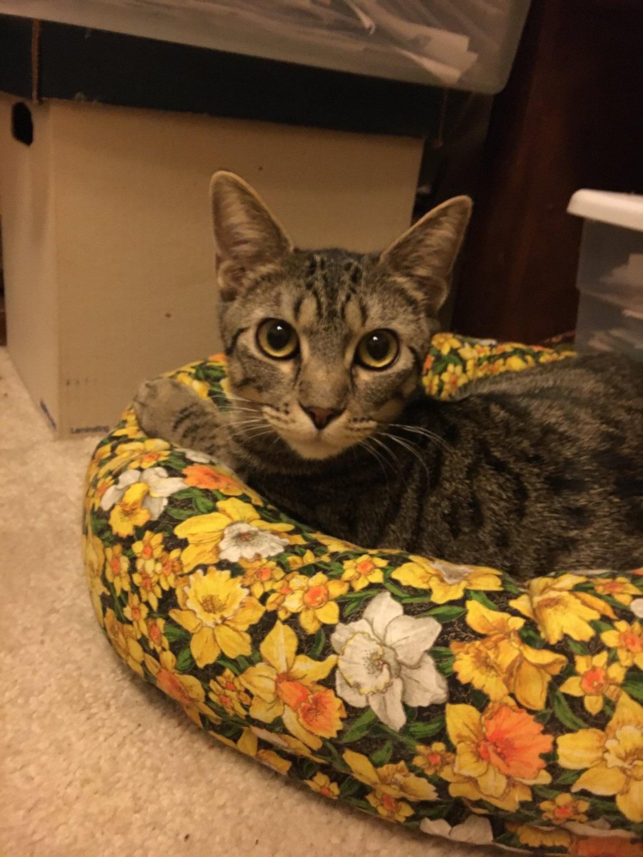 POUND PALS (Cat Aid Fund & Nooterville) (@cataidfund) on Twitter photo Meet Melanie! Found in a field at 8 weeks old, she had a terrible ear infection and was malnourished. We helped her get healthy, and now she is ready for a home! If you would like to #adopt Melanie, contact Karen at karen_abel@sbcglobal.net.
#adoptme #adoptablekitten Meet Melanie! Found in a field at 8 weeks old, she had a terrible ear infection and was malnourished. We helped her get healthy, and now she is ready for a home! If you would like to #adopt Melanie, contact Karen at karen_abel@sbcglobal.net.
#adoptme #adoptablekitten
