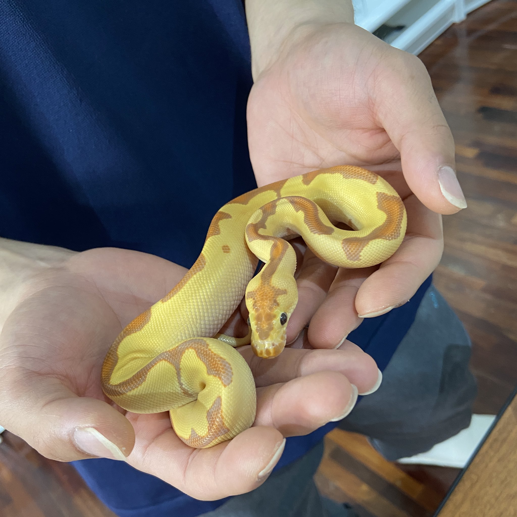 Deu Reptiles ご来店頂き誠にありがとうございました 美しい2匹の将来も楽しみですね 今後とも宜しくお願い致します 完売 バナナエンチクラウン レオパードhetパイボールposhetクラウン ボールパイソン Ballpython 蛇 ヘビ Snake