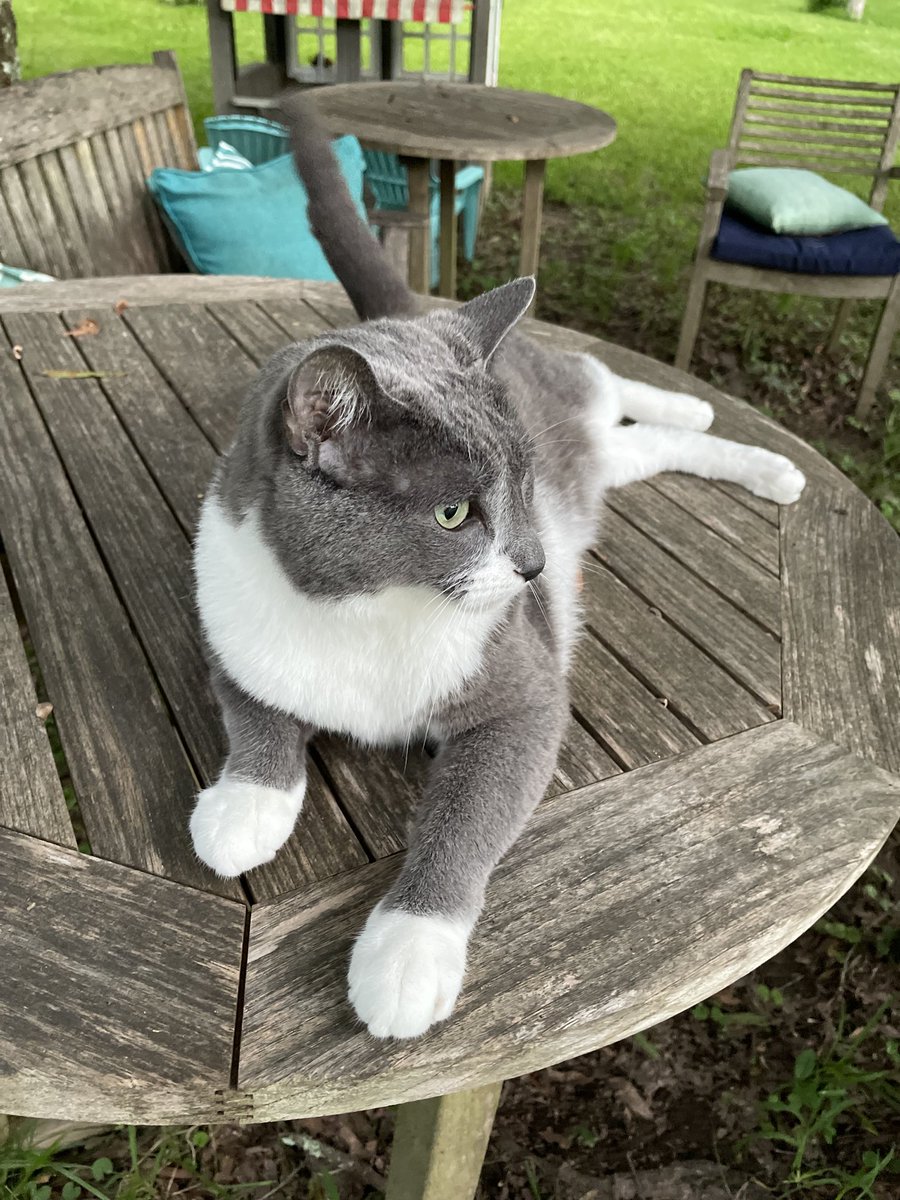 ShiloGroover's tweet photo. Happy International Cat Day!! 🐈‍⬛🐈😻 https://t.co/MGrOCzSXGl