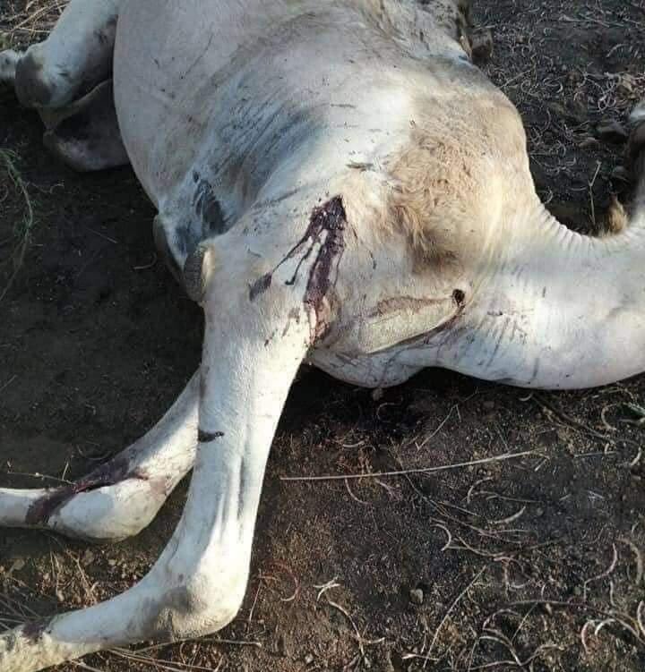 #لماذا_يقتل_الإنسان_اخيه_الإنسان .
أوقفوا  الحرب حتى  الحيوانات  لم تسلم من إطلاق  النار عليها وقتلها بلارحمة .
#لماذا_يقتل_الإنسان_اخيه_الإنسان .