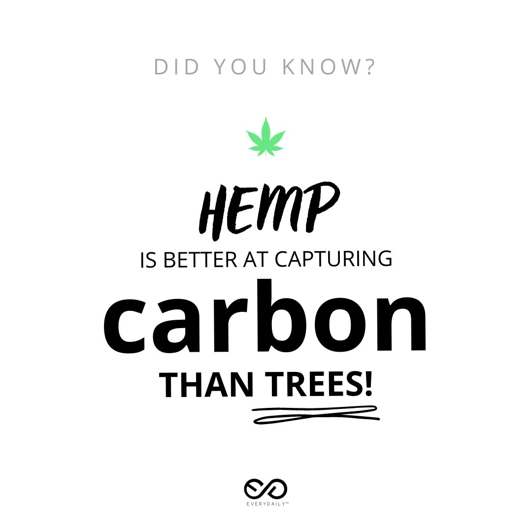 BeEveryDaily's tweet image. "Hemp is better at capturing carbon than trees! - One hectare of industrial hemp can absorb 22 tonnes of CO2 per hectare. 

Follow us to get more amazing facts about this incredible plant!"