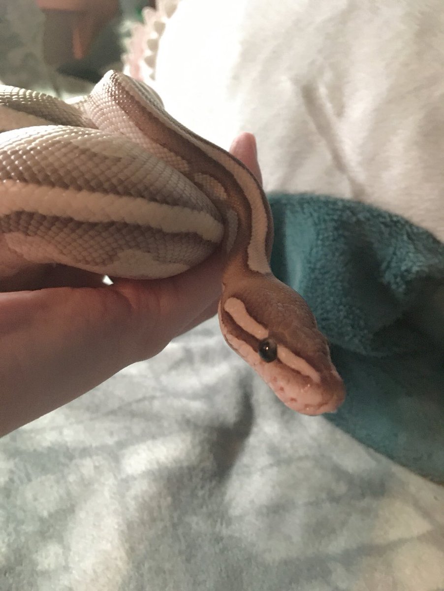 sadskelli's tweet photo. @thin_hip i forgot everyone doesn’t get to see peach everyday, i pity u guys 😔 
i’m doing as okay as i can lol true recovery is hard . - . https://t.co/9ln2f3XJU1