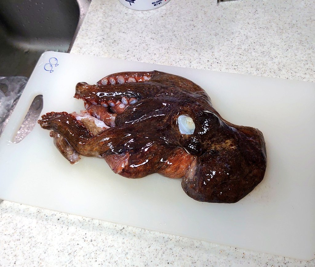 まち على تويتر タコ解体した ヘダイのアクアパッツァ 生たこの刺身 タコージョ