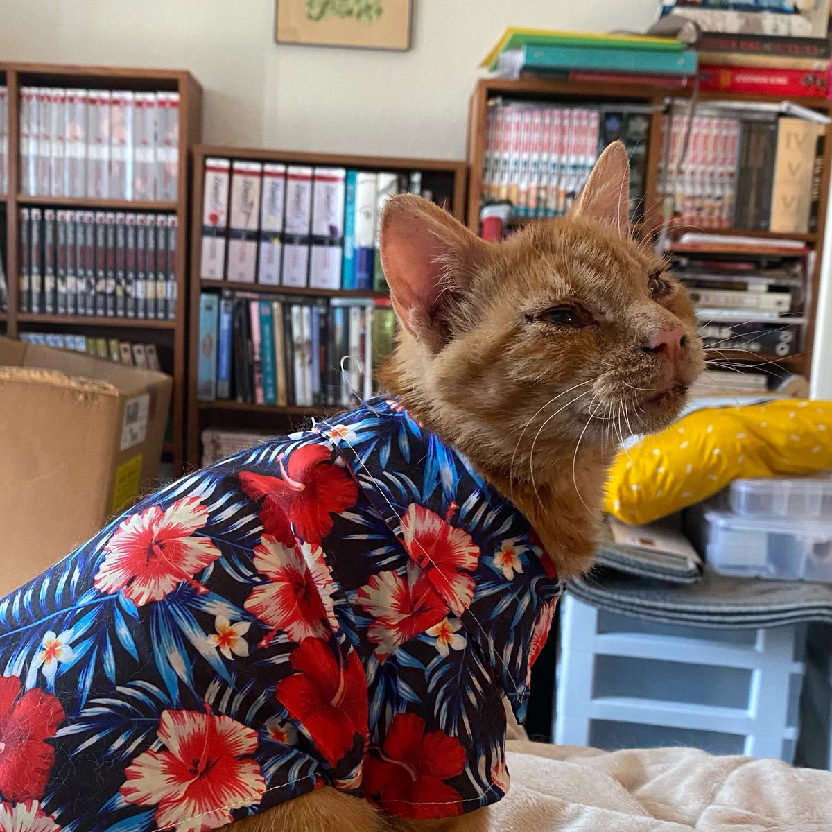 YourTatCatBuddy's tweet photo. I bought him this little shirt and he likes it so much he’s been wearing it for the last 12 hours. I tried to remove it and he nipped at me. #blinkingwhiteguy https://t.co/3wbYonVMHv
