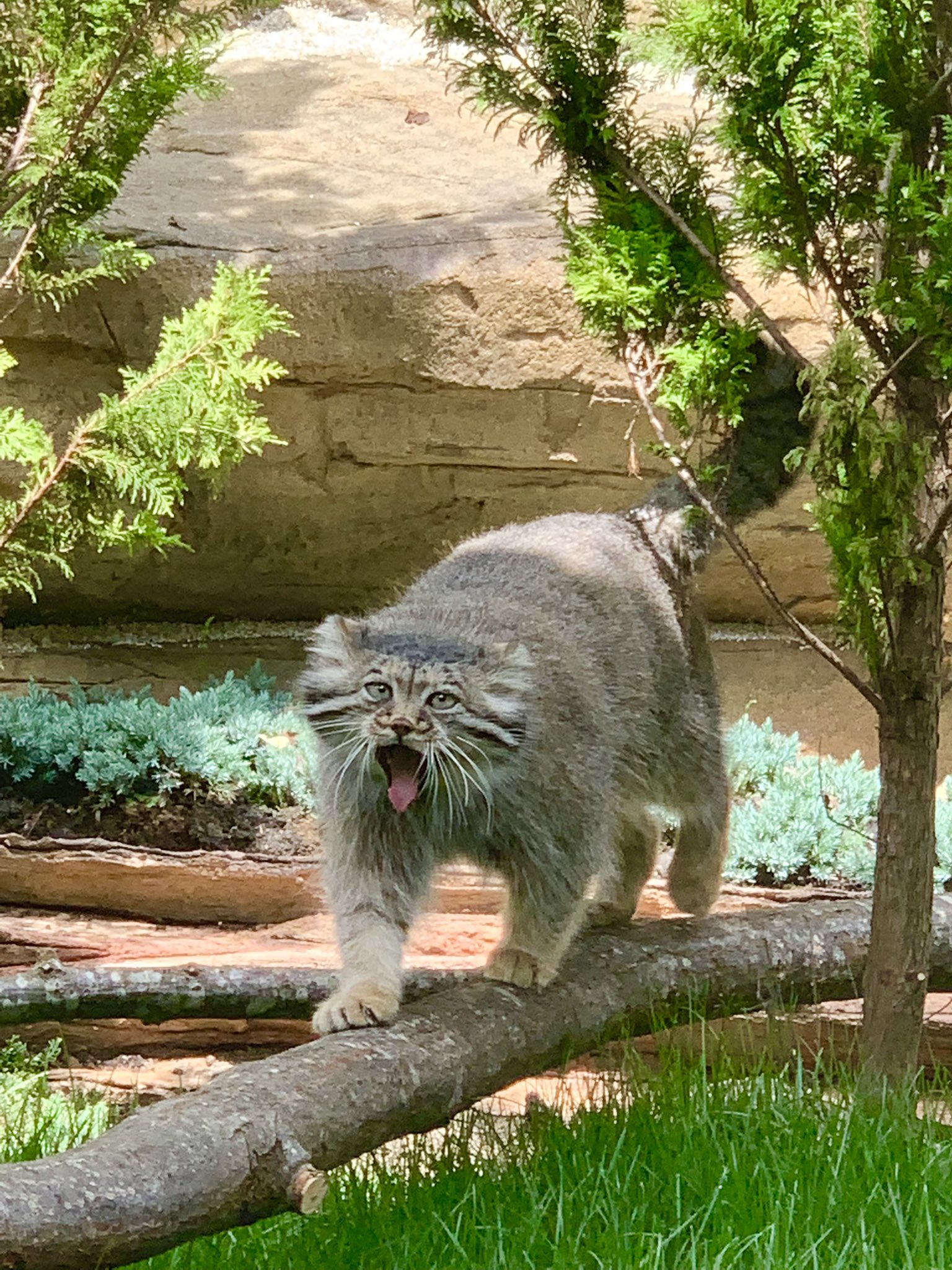 那須どうぶつ王国 変顔で失礼シリーズ始まります マヌルネコのうた マヌルネコ新施設 ポリー 変顔 Nasu Animal Kingdom T Co Bamduflfl4 Twitter 那須どうぶつ王国 変顔で失礼シリーズ始まります マヌルネコのうた マヌルネコ新施設 ポリー 変顔 Nasu Animal Kingdom T Co Bamduflfl4 Twitter