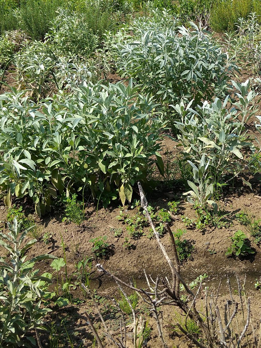 ホワイトセージ栽培中 Herb White Sage Twitter ホワイトセージ栽培中 Herb White Sage Twitter