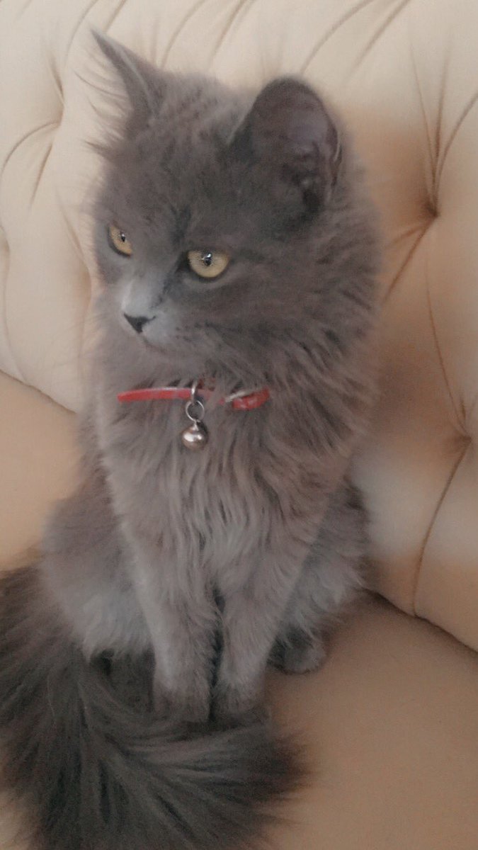 #اليوم_العالمي_للقطط

♥️ Happy meow day