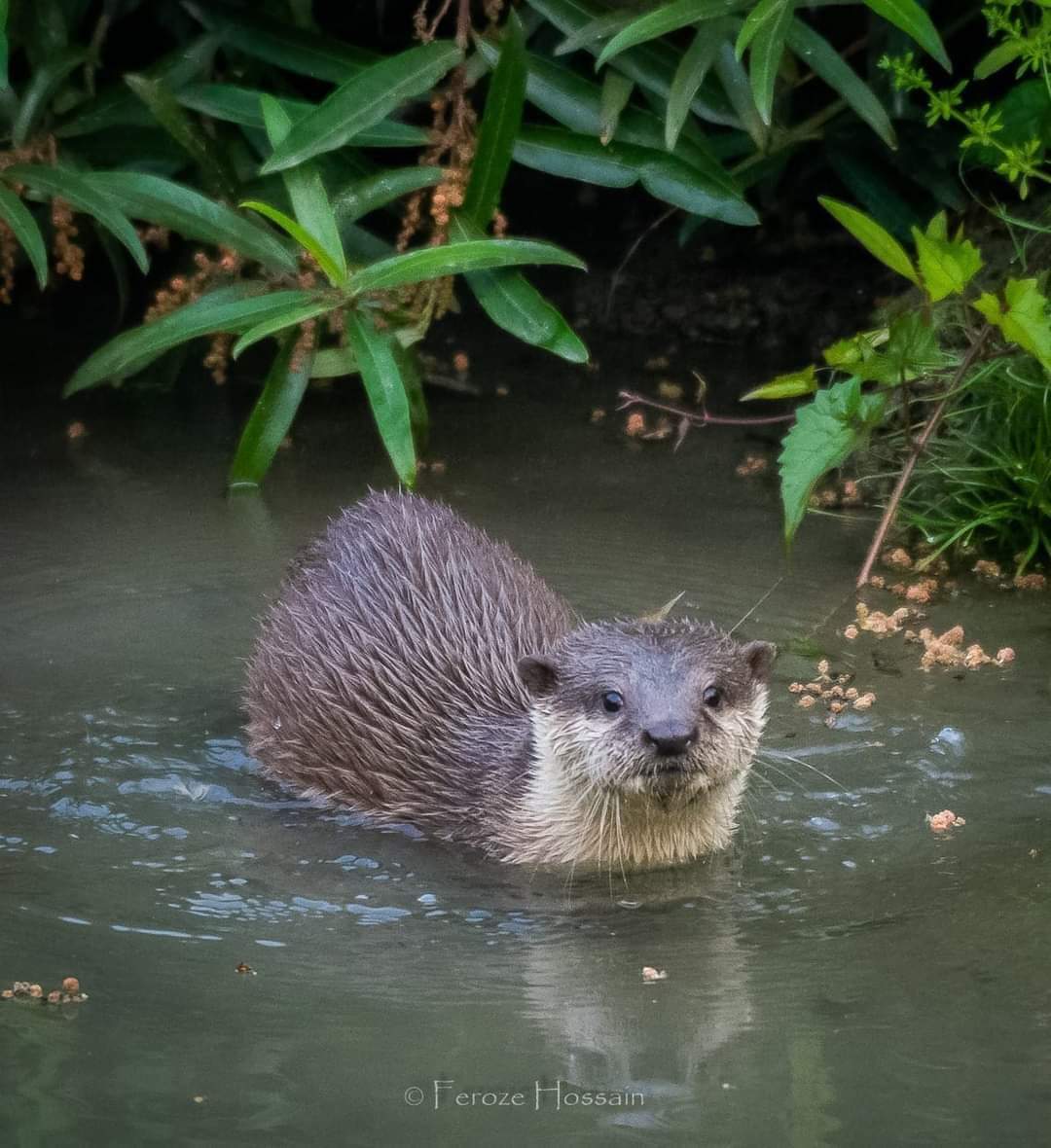 OtterOfHimalaya's tweet photo. Small-clawed otter in Manas National Park Assam, India
Photo credit: Feroze Hossain
#OttersOfHimalayas #HimalayanOtterNetwork #WeLoveOtters #TogetherForOtters #OtterLove #Otters #OtterTwitter #SaveOtters #IOSF #IUCNOSG https://t.co/iUYmzUdKG8