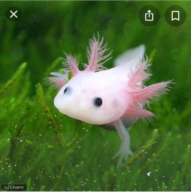🐟 tweet media