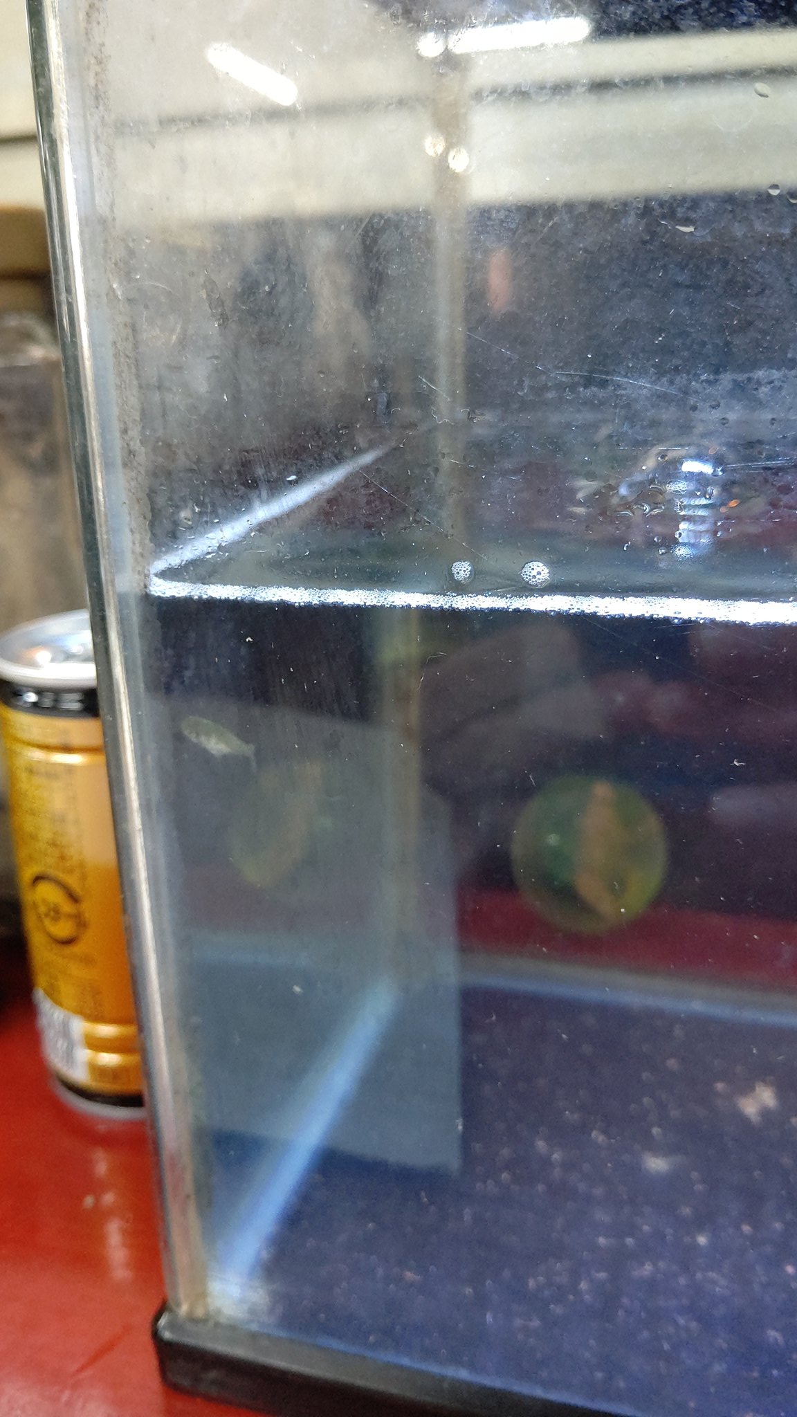 金魚の稚魚 Twitter Search Twitter