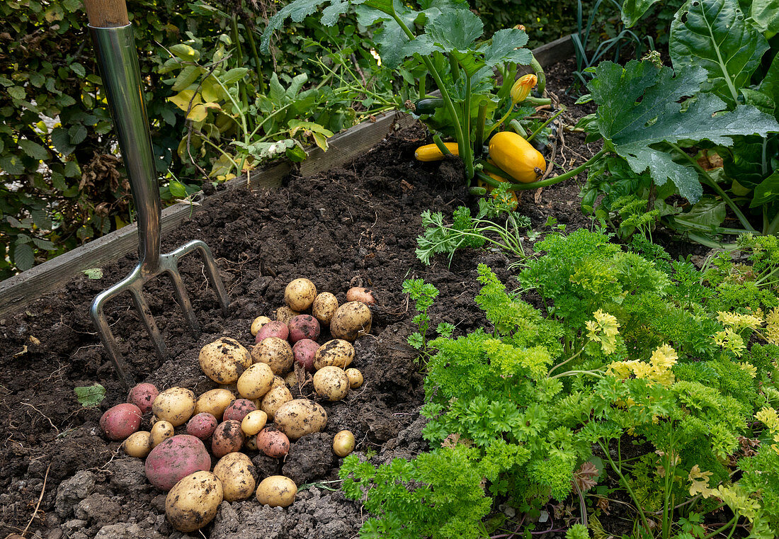 Happy National Allotment Week! 🥕🥦🍅 As well as providing tasty fruit & veg, allotments are little corners of calm & great for your mental health! Do you have any photos of your allotment or veg to share with us? 😁👇 #nationalallotmentweek #allotment #GardenersWorld #gardening